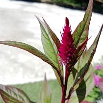 ☆752 hanatoteto ケイトウ ドライフラワー 450本 616+SGn9+kL._AC_UL210_SR210,